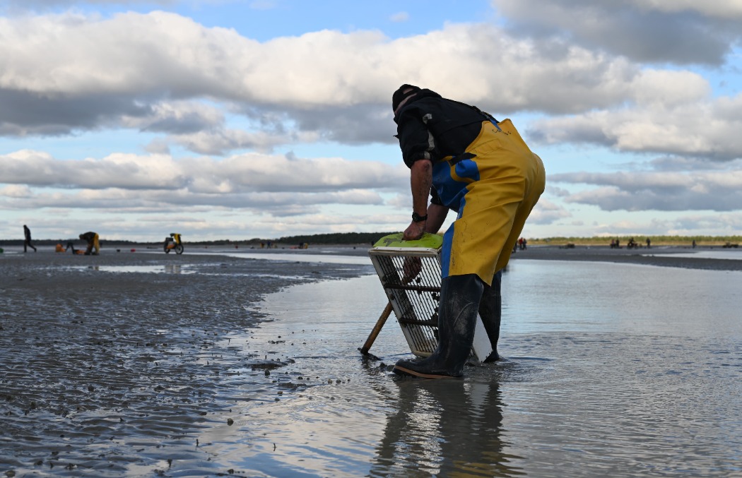 Pêche à pied en Baie de Somme, coque en Baie de Somme